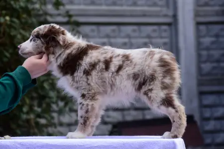 Miniature American Shepherd - Winstead Once Upon The Frontier