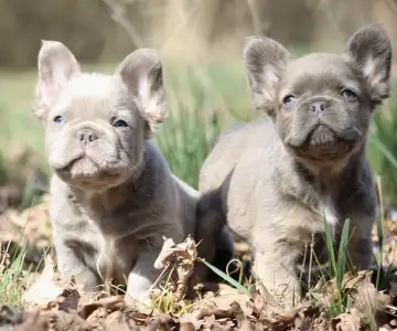 French Bulldog - Ubul