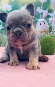 French Bulldog - Lexus