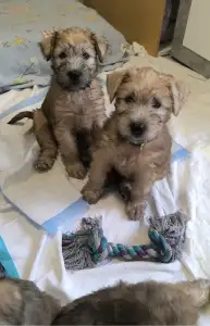 Irish Soft Coated Wheaten Terrier - In Wheaten Home 