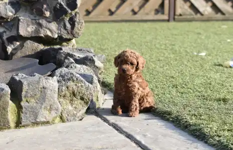 Poodle Miniature - Bravados Eperke (toy)