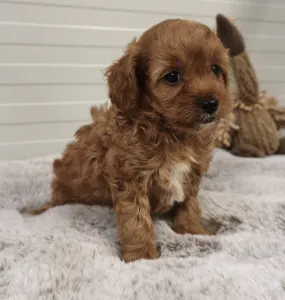 Cavapoo - Ugri