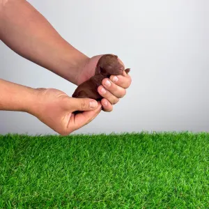 Poodle Miniature - Rita