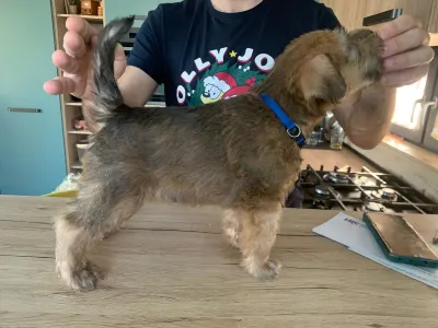 Irish Soft Coated Wheaten Terrier - In Wheaten Home 