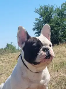 French Bulldog - Falco 