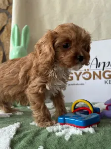Cavapoo - Zara