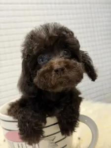 Poodle Toy - Yoko(toy)