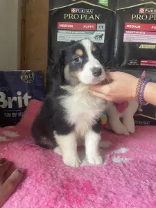 Australian Shepherd - Black Tri Kan/ Male Nbt