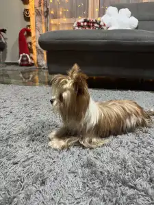 Biewer Terrier - Brownie