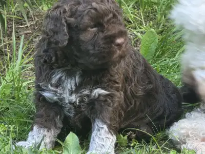 Romagna Water Dog - Almíra Gazdisodott