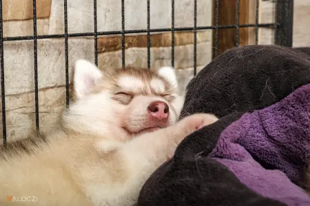 Siberian Husky - Saint Michael Island Szibériai Husky Kennel