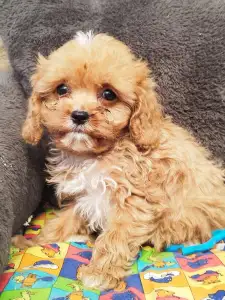 Cavapoo - Barack