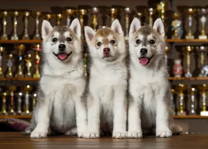 Siberian Husky - Saint Michael Island The Winner Takes It All