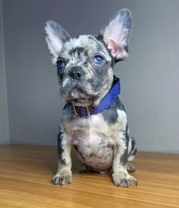 French Bulldog - Rocky