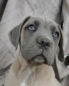 Cane Corso Italiano - Amore Redentore Ant
