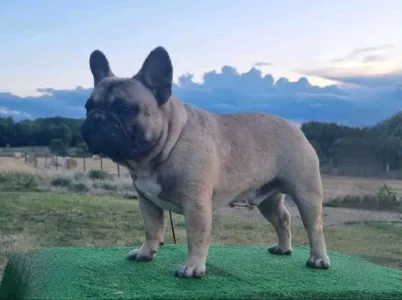 French Bulldog - Shadow