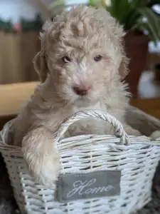Romagna Water Dog - Ürömi Szarvasgombász Lagotto Kennel 