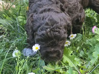 Romagna Water Dog - Aliszia Gazdára Talált