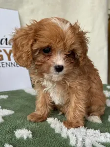Cavapoo - Nara