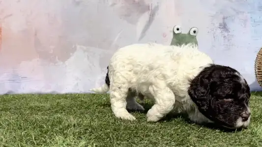 Romagna Water Dog - Curly Stars Of Dreams Swing Delight