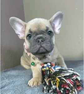 French Bulldog - Barbie