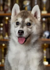 Siberian Husky - Saint Michael Island The Winner Takes It All