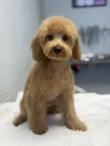 Poodle Miniature - Rebby