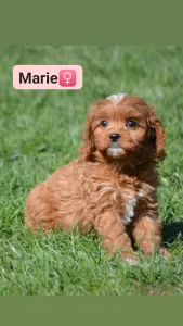 Cavapoo - Marie