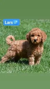 Goldendoodle - Lars