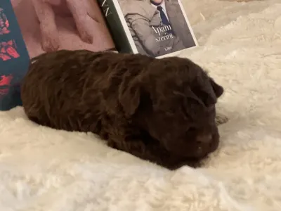 Romagna Water Dog - Boxos A Wuuff Segítségével Gazdira Talált