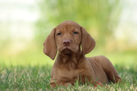 Hungarian Short-haired Vizsla - Rézi