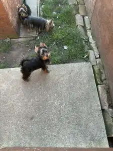 Yorkshire Terrier - Benett