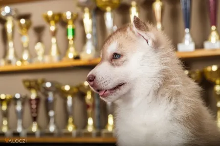 Siberian Husky - Saint Michael Island Szibériai Husky Kennel
