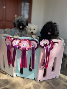 Puli - Tincses-kincsem Lagotto & Puli