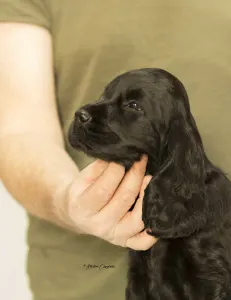 English Cocker Spaniel - La Scale Kennel