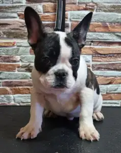 French Bulldog - Ibrahimovic