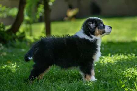 Miniature American Shepherd - Of St. Groth