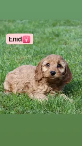 Cockapoo - Enid