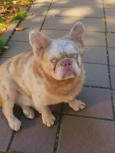 French Bulldog - Rico