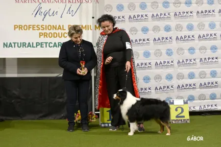 Miniature American Shepherd - Of St. Groth