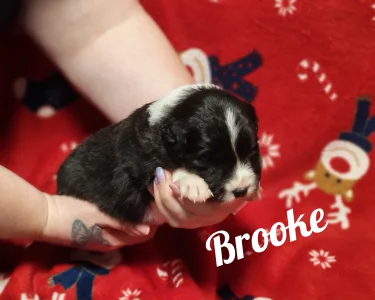 Border Collie - Brooke