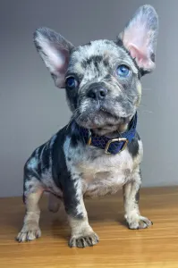 French Bulldog - Rocky