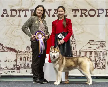 Siberian Husky - Polar Moonlights Szibériai Husky Kennel