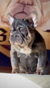 French Bulldog - Steel Wing Bullz Orion