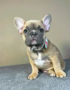 French Bulldog - Harry