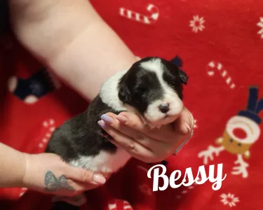 Border Collie - Bessy