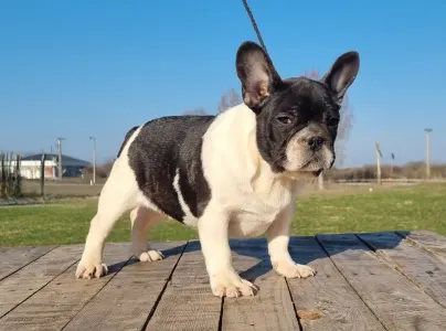 French Bulldog - Imobile