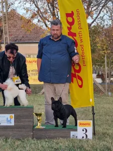 French Bulldog - Hamilton