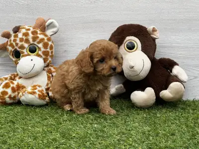 Cavapoo - Union Star