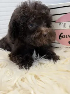 Poodle Toy - Yoko(toy)